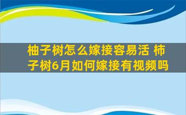 柚子树怎么嫁接容易活 柿子树6月如何嫁接有视频吗